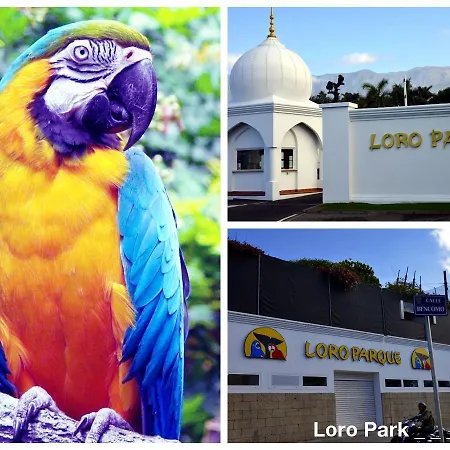 Perfect * Puerto de la Cruz (Tenerife)